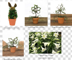 Easter Lily Pictures   Houseplant  HD Png Download