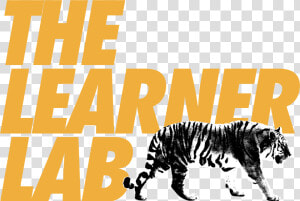 Siberian Tiger  HD Png Download