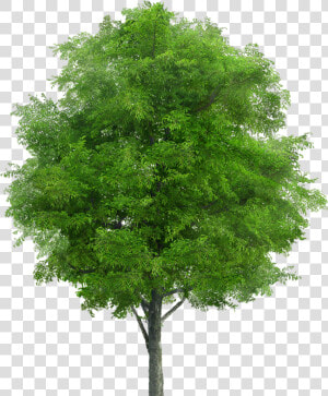 Neem Tree Png  Transparent Png