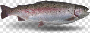 Coastal Cutthroat Trout  HD Png Download