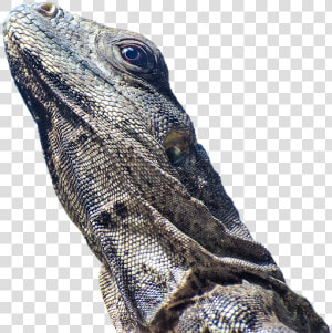 Iguana  Lizard  Scale  Reptile  Animal  Animal World   อี กั วนา ทะเล Png  Transparent Png
