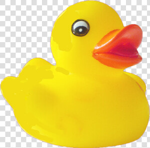 Duck Png Pic   Rubber Duck Transparent Background  Png Download