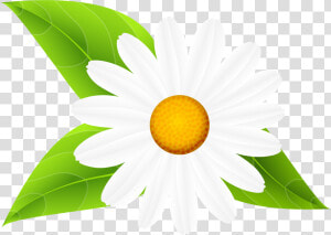 Transparent Daisies Clipart   Daisy Flowers With Leaves Clip Art  HD Png Download