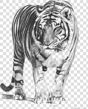 Royal Bengal Tiger Sketch  HD Png Download