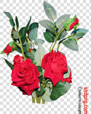 Floribunda  HD Png Download
