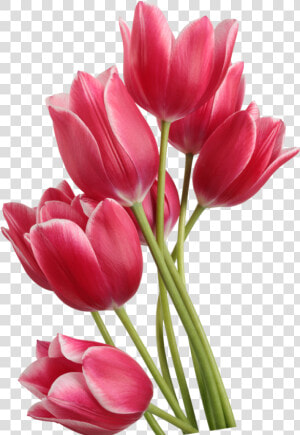 Tulip Png High quality Image   Transparent Background Tulips Png  Png Download