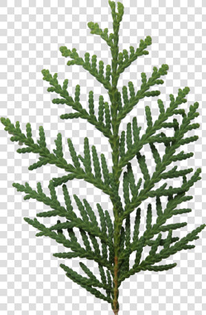 Horsetail Family   Thuja Png  Transparent Png