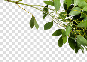 Twig  HD Png Download