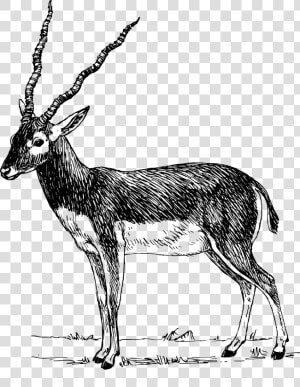 Clip Art Gazelle Drawing   Impala Clipart Black And White  HD Png Download