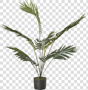 Houseplant  HD Png Download