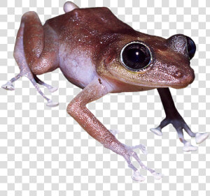 Eastern Spadefoot  HD Png Download