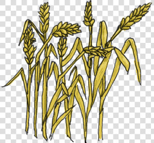Wheat Images Clip Art Clipart   Grain Clipart  HD Png Download