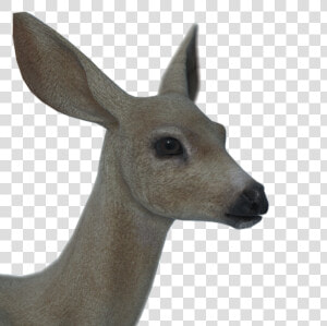 Roe Deer  HD Png Download
