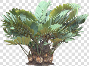 A Potted Trpoical Plant   Zamia Plant Png  Transparent Png