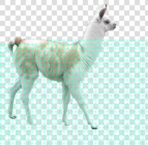 Alpaca Png  Transparent Png