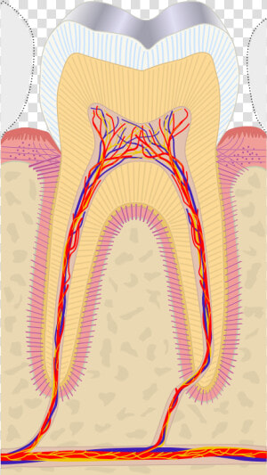 Dental Pulp Cap  HD Png Download