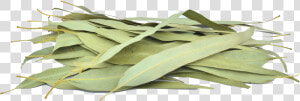 Organic Eucalyptus Leaves   Sage  HD Png Download