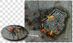 Gorgeous Wheel Bug Nymphs Cluster Near Eggs From Which  HD Png Download