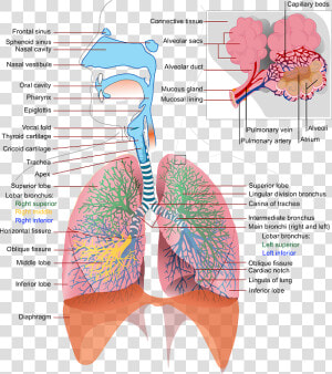 Breathing Png  Transparent Png