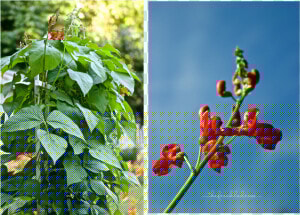 Guide To Growing Scarlet Runner Beans  HD Png Download