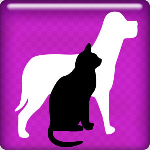 Lost  amp  Found   Cat  HD Png Download