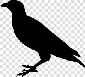 Raven  Crow  Raven Bird  Bird  Black  Sitting  Bill   Silhouette Raven Clipart  HD Png Download