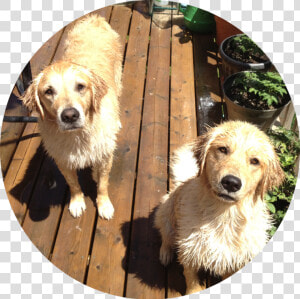 Img 0327   Companion Dog  HD Png Download