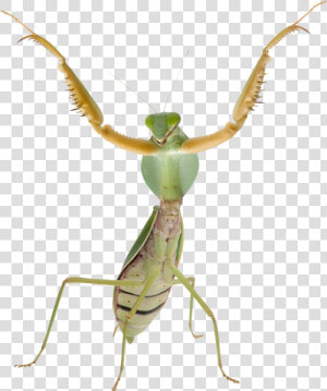 Mantis Png   Praying Mantis Transparent Background  Png Download