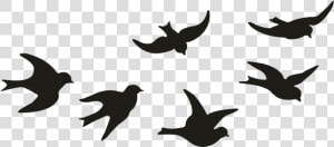 Motif Of Birds  HD Png Download