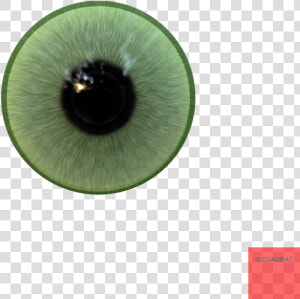 Eyeball Png Realistic   Anytime Baby  Transparent Png