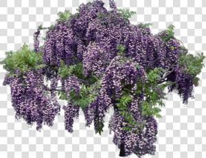 Lavender Transparent Background   Transparent Wisteria Png  Png Download