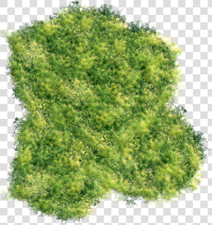Greenery Art   Thuya  HD Png Download