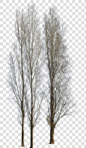 Canoe Birch  HD Png Download