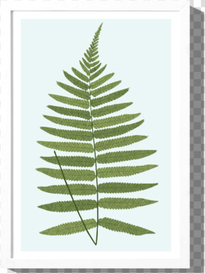 Rkr Products Fern 1  HD Png Download