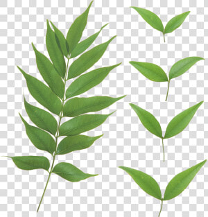 Curry Leaves Png   Leaves Transparent Png  Png Download