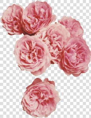 Hipster Floral  HD Png Download