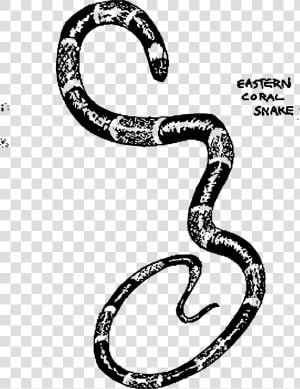 Eastern Coral Snake Clip Arts   Snake Images For Snake Ladder Png Without Background  Transparent Png