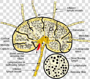 Schematic Diagram Of Lymph Nodes  HD Png Download