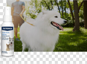Skin  amp  Coat Care Image   American Eskimo Dog  HD Png Download