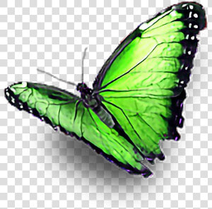  green  butterfly  ftestickers   Real Green Butterfly Png  Transparent Png