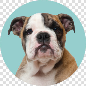Transparent Dog Pooping Png  Png Download