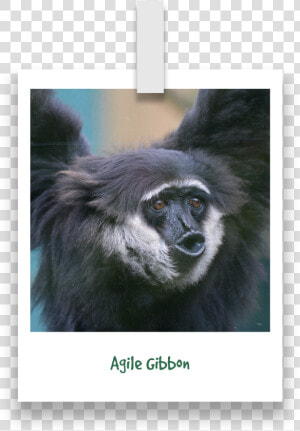 Agile gibbon  HD Png Download