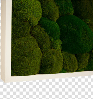 Moss  HD Png Download