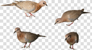 Birds  Isolated Background  High Resolution  Nature  HD Png Download