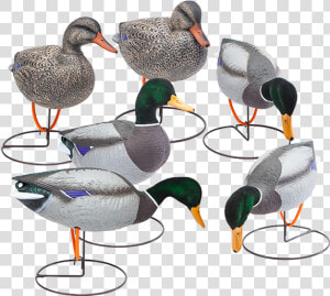 Oversized Field Mallard Decoys With Flocked Heads Six   Mallard  HD Png Download