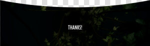 Transparent Mowgli Png   Tree  Png Download