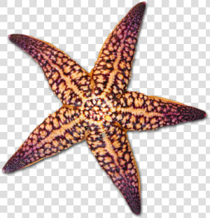 At Getdrawings Com Free For Personal Use Ⓒ   Starfish Sea Shell Transparent Background  HD Png Download