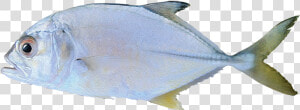 Oily Fish  HD Png Download