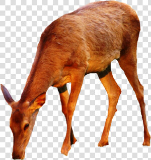 Thumb Image   Doe Deer Png  Transparent Png