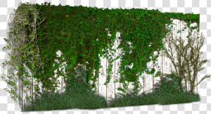 Photoshop Enredadera   Png Download   Plant Wall Vine Png  Transparent Png